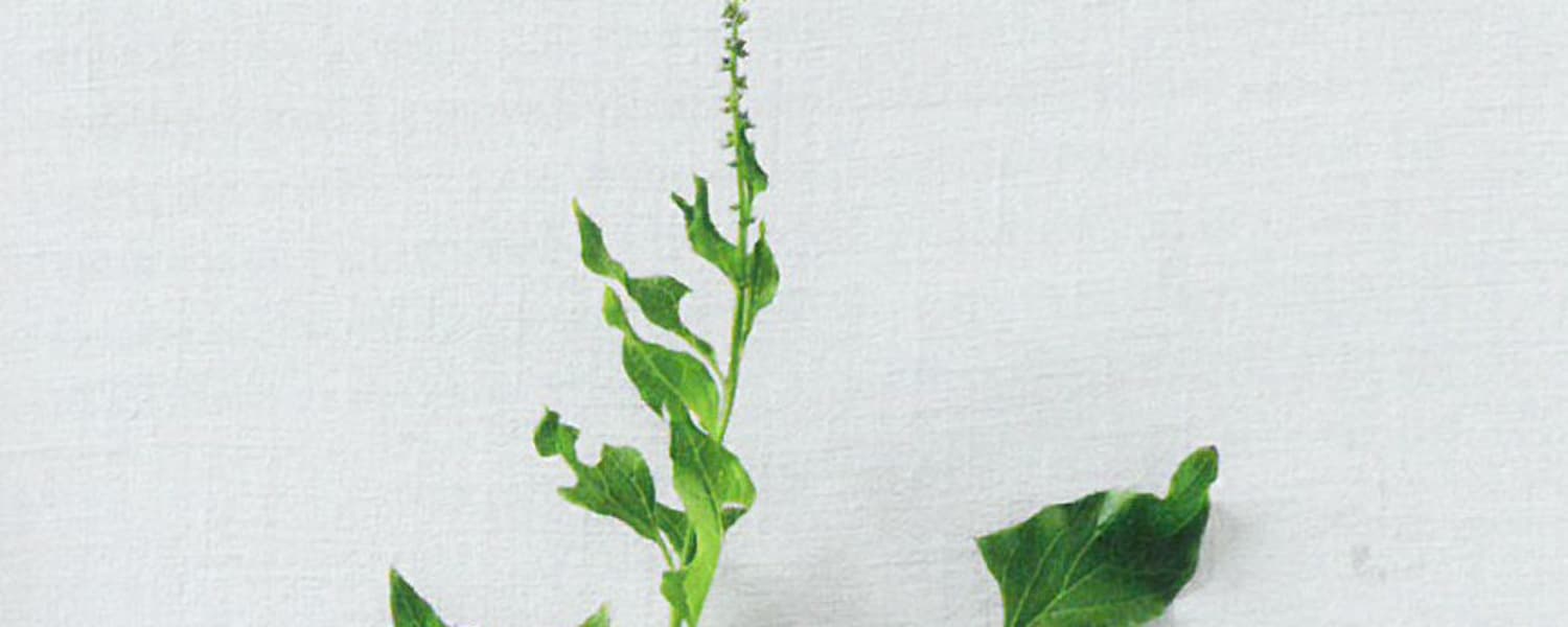 Alpine Delikatesse: Guter Heinrich