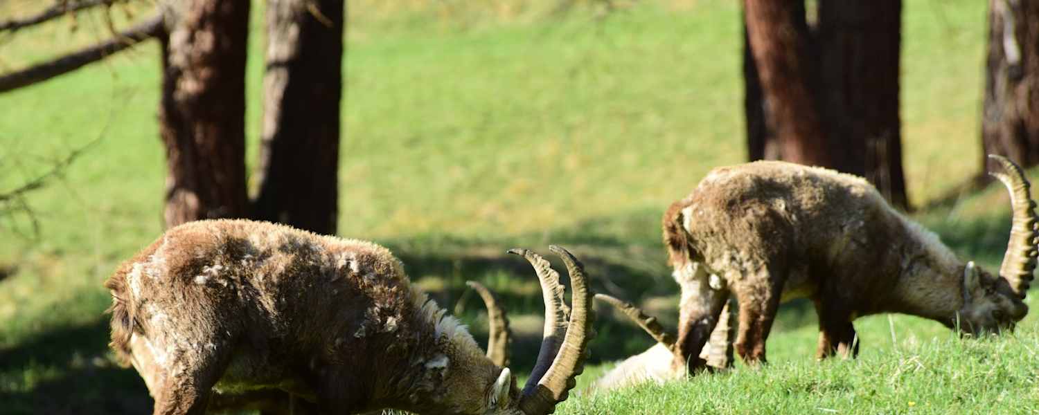 Steinböcke direkt am Dorfrand von Pontresina