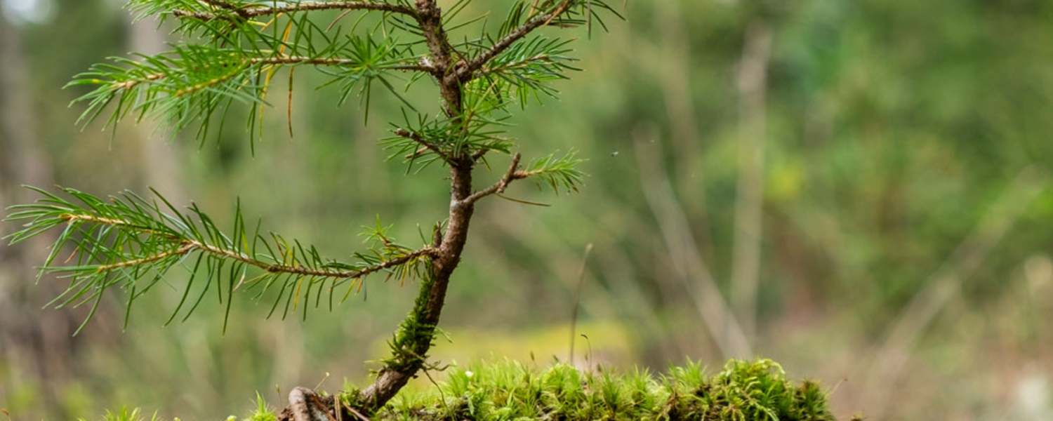 Terra-Mater-Wald-Setzling