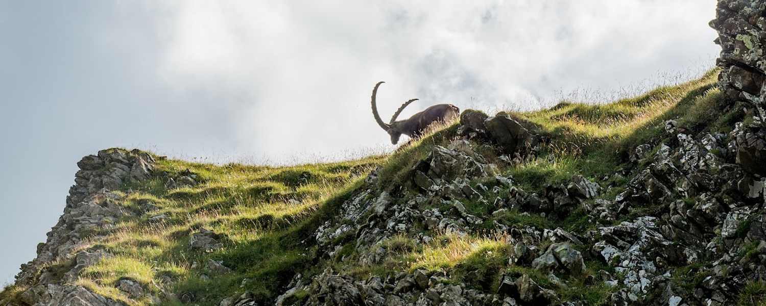 Den Steinbock bekommt man am Steinbock-Trek am Brienzer Rothorn häufig zu Gesicht.