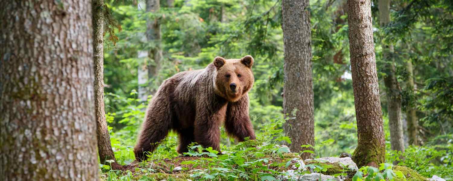 Unwahrscheinlich, aber nicht unmöglich: Beim Wandern in den Alpen auf einen Braunbären zu treffen