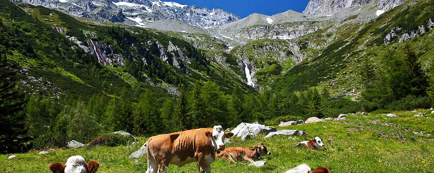 Kühe auf Alm: Almenrunde im Ahrntal in Südtirol