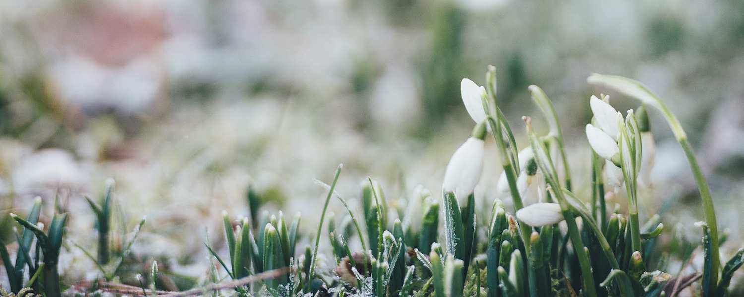 Schneeglöckchen