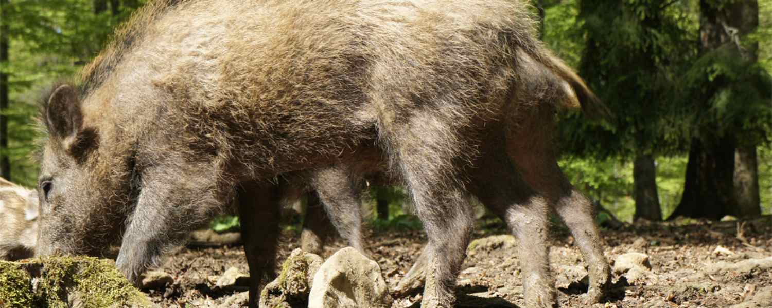 Wildschnwein Bayerischer Wald