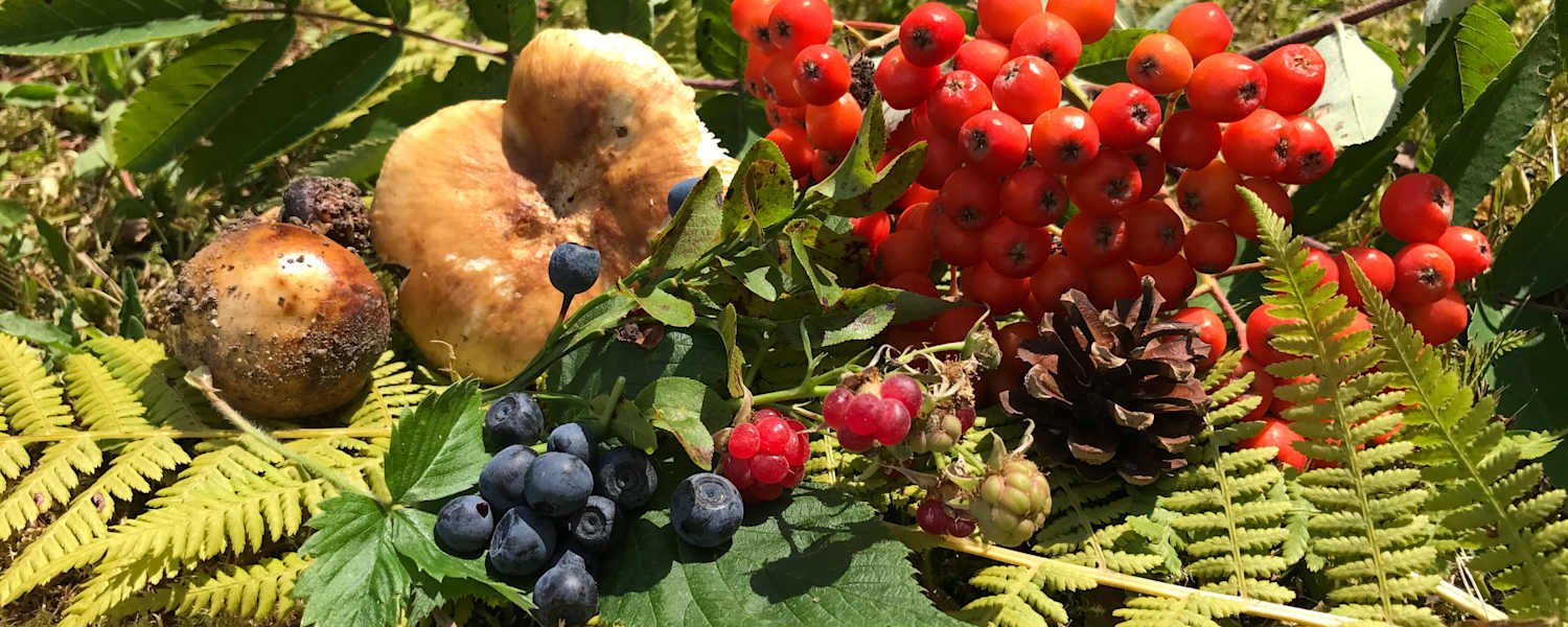 Beerenvielfalt