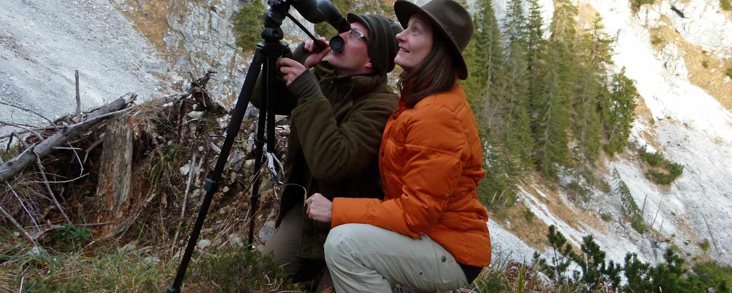 Gamsbeobachtung
