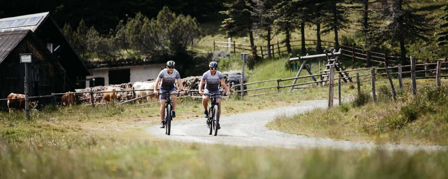 Zwei Radfahren, fahren über einen Radweg an Kühen vorbei