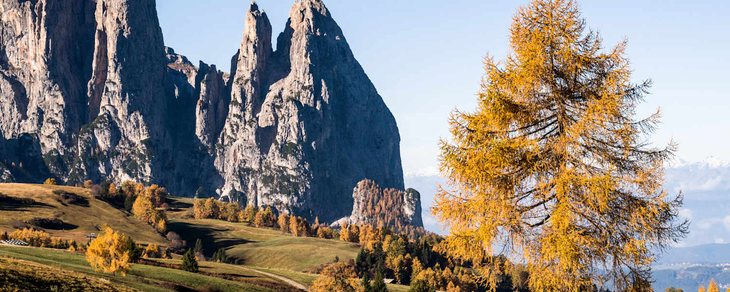 Herbstzauber auf der Seiser Alm: Zwischen goldgelben Lärchen recken sich die schroff-grauen Dolomitengipfeln in den Himmel.