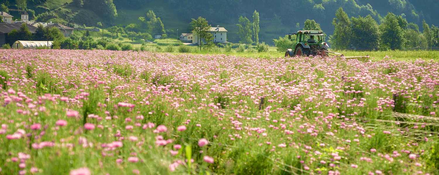 Ein Traktor auf der Kräuterwiese