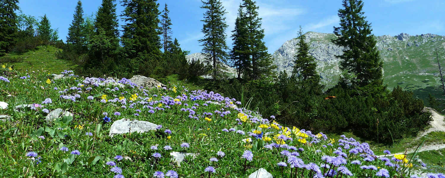 Blumenvielfalt im Karwendel