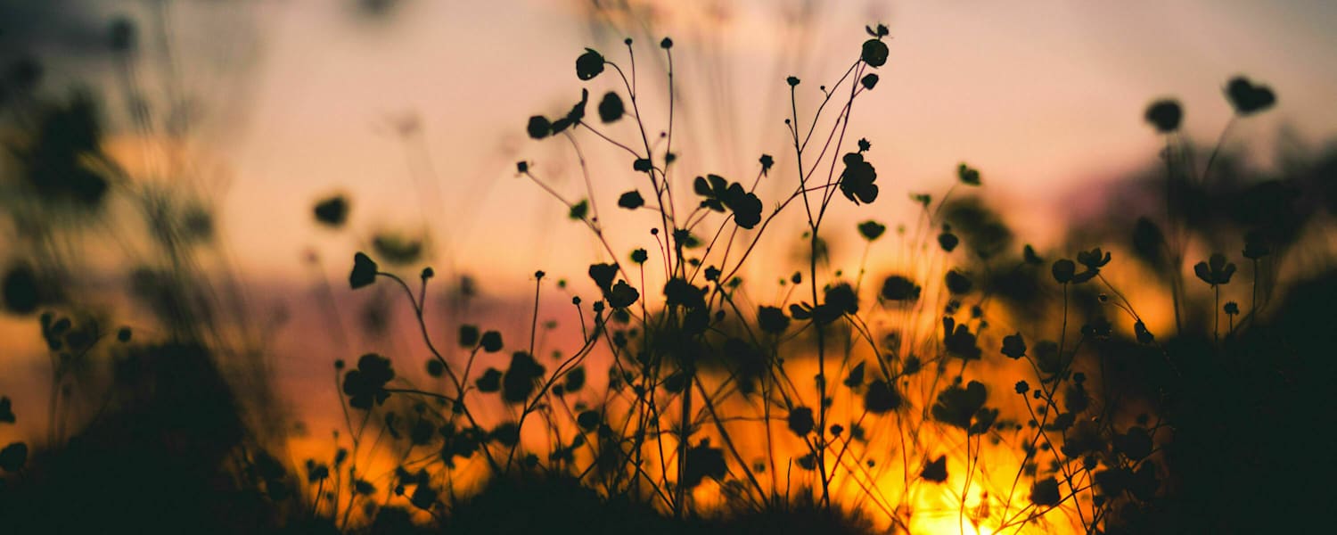 Ehrentag der Pflanze: Wildpflanzen & Heilkräuter