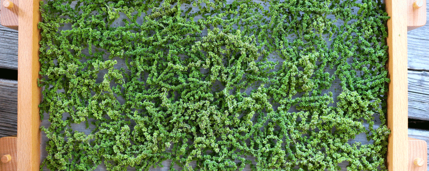 Für den Winter Vorrat können Brennnessel-Samen einfach selbst getrocknet werden.
