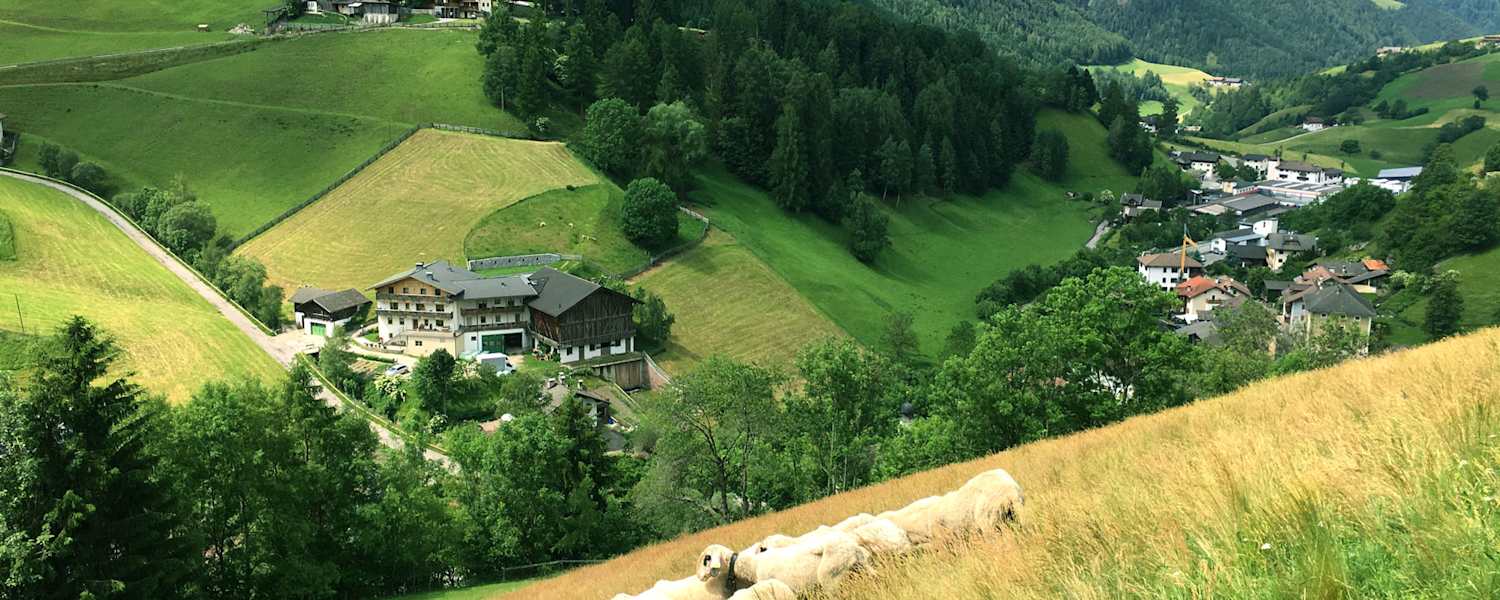 Villnösser Brillenschafe auf ihrer Weide im Tal