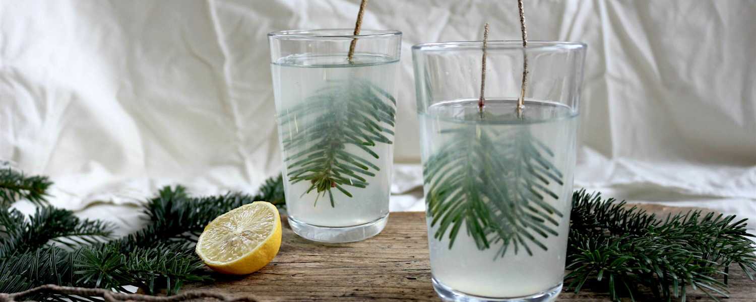 Die „Heiße Fichten-Zitrone" - ein wohltuendes Getränk in der Erkältungszeit