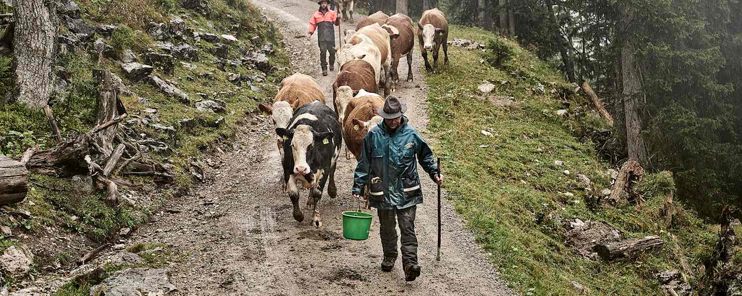 Der Almabtrieb am Ende des Sommers gehört der Tradition der Bergbauern an.