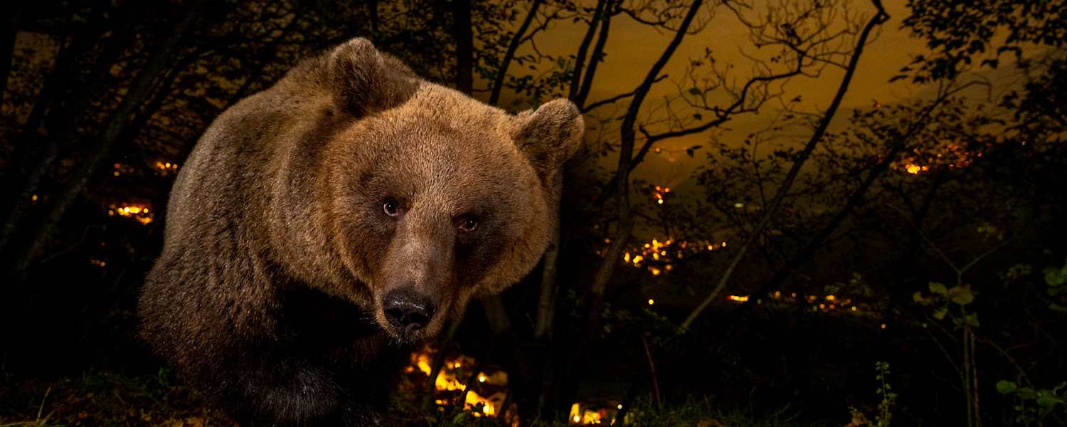 ServusTV Bergwelten Doku mit Horst Eberhöfer, Bär Brenta