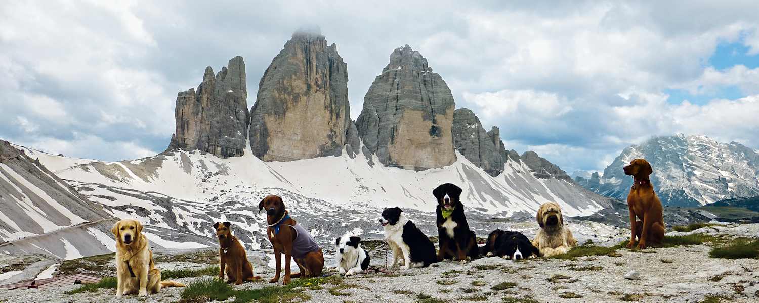 Neun Hunde vor den Drei Zinnen in den Dolomiten.