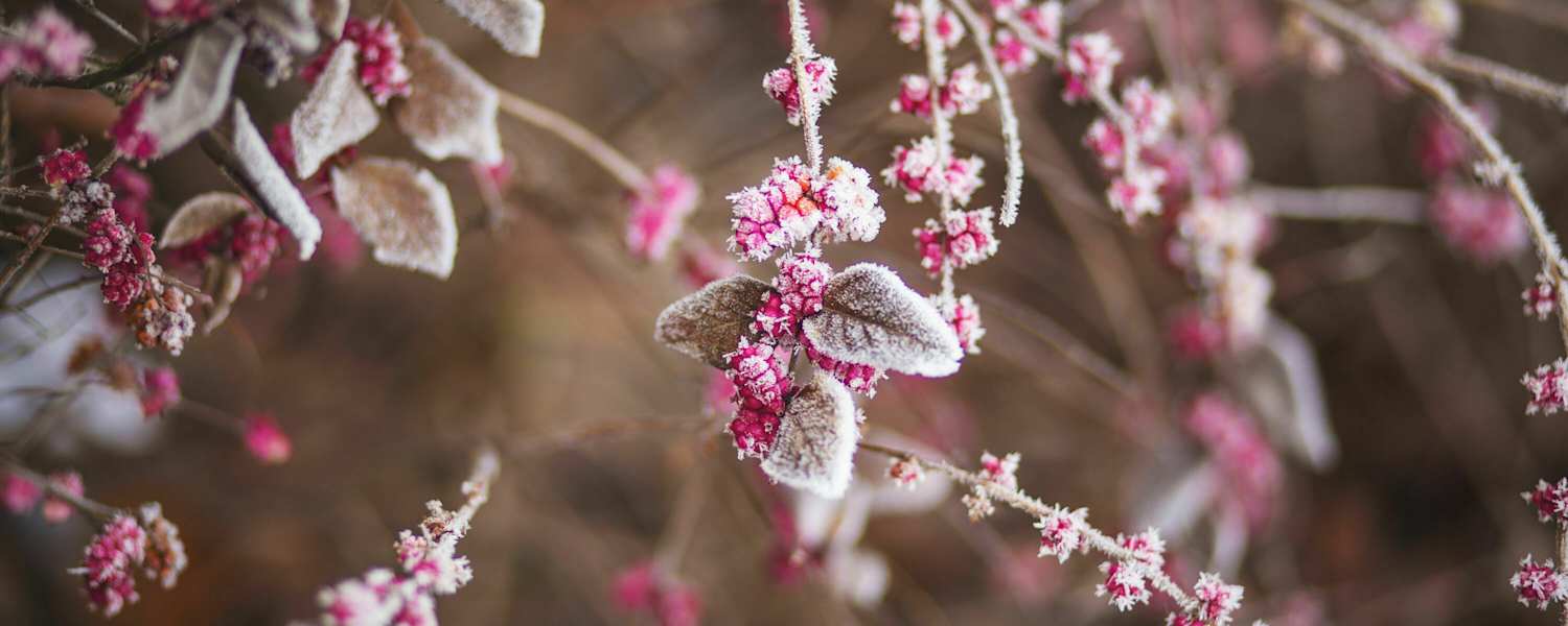 Frostfilm auf Blüten