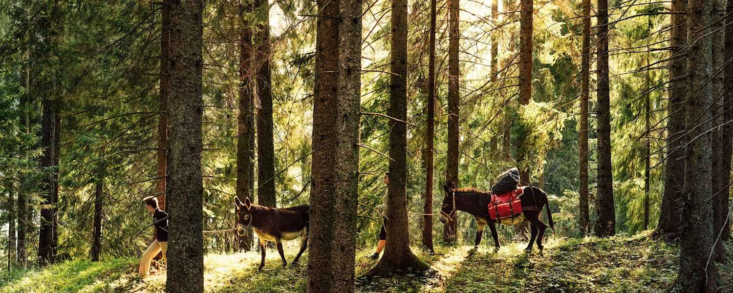 Eselwanderung im Wald.