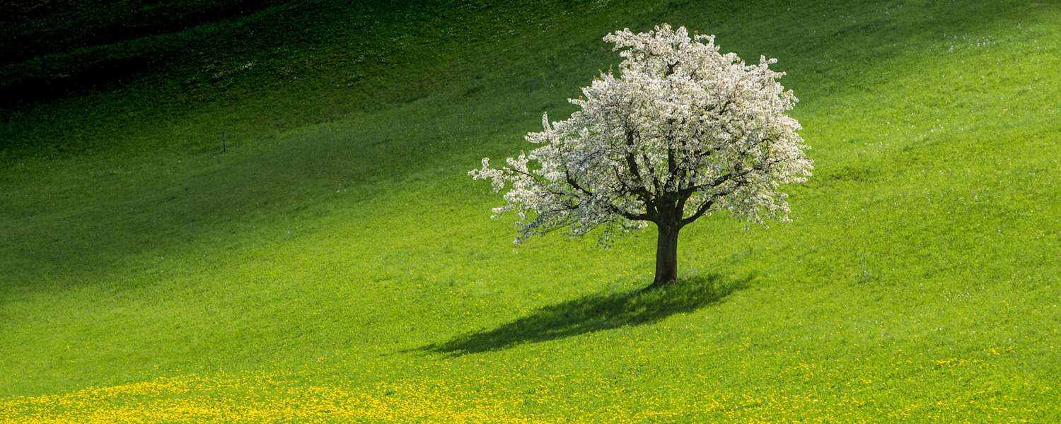 Schweiz: Kirschbaum im Fricktal