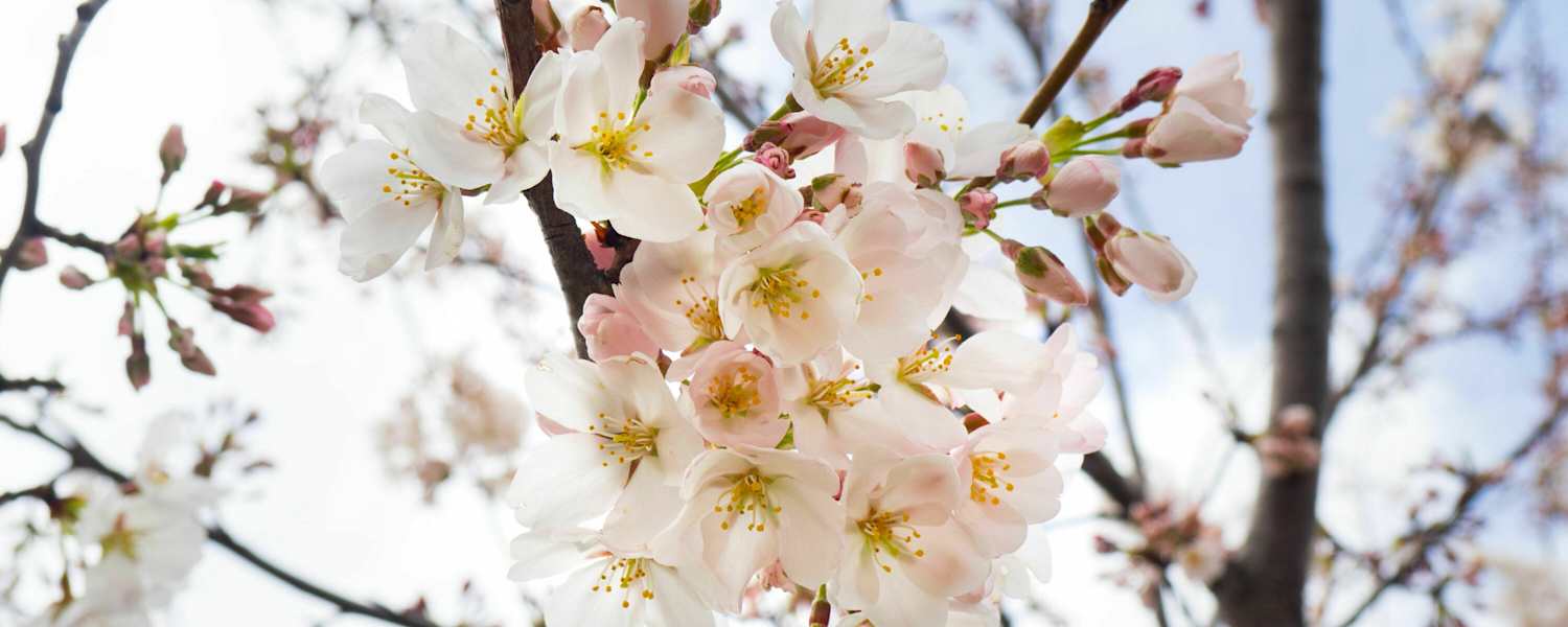 Wann kommt der Frühling?