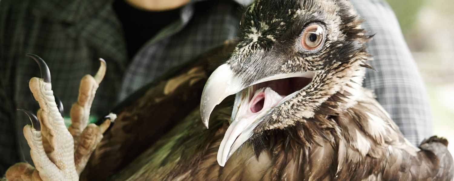 Bald wird der Geier in die Freiheit entlassen
