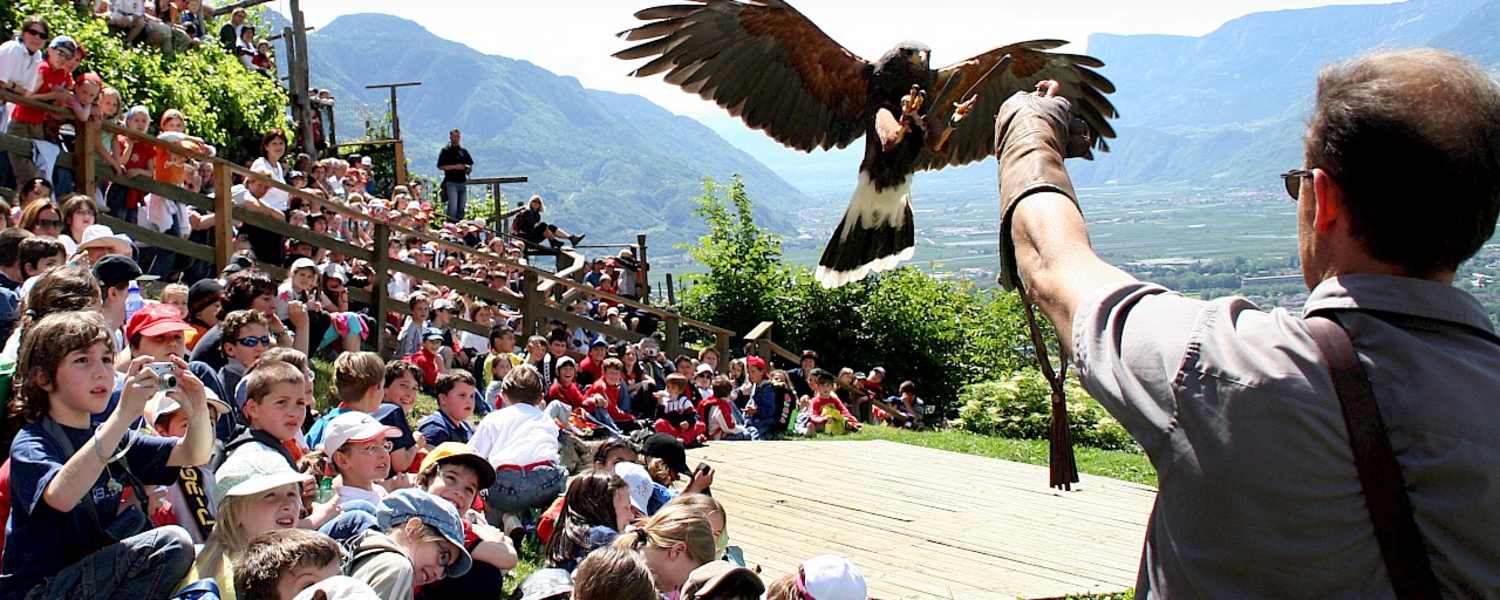 Greifvogel bei Flugschau vom Pflegezentrum für Vogelfaune schloss Tirol