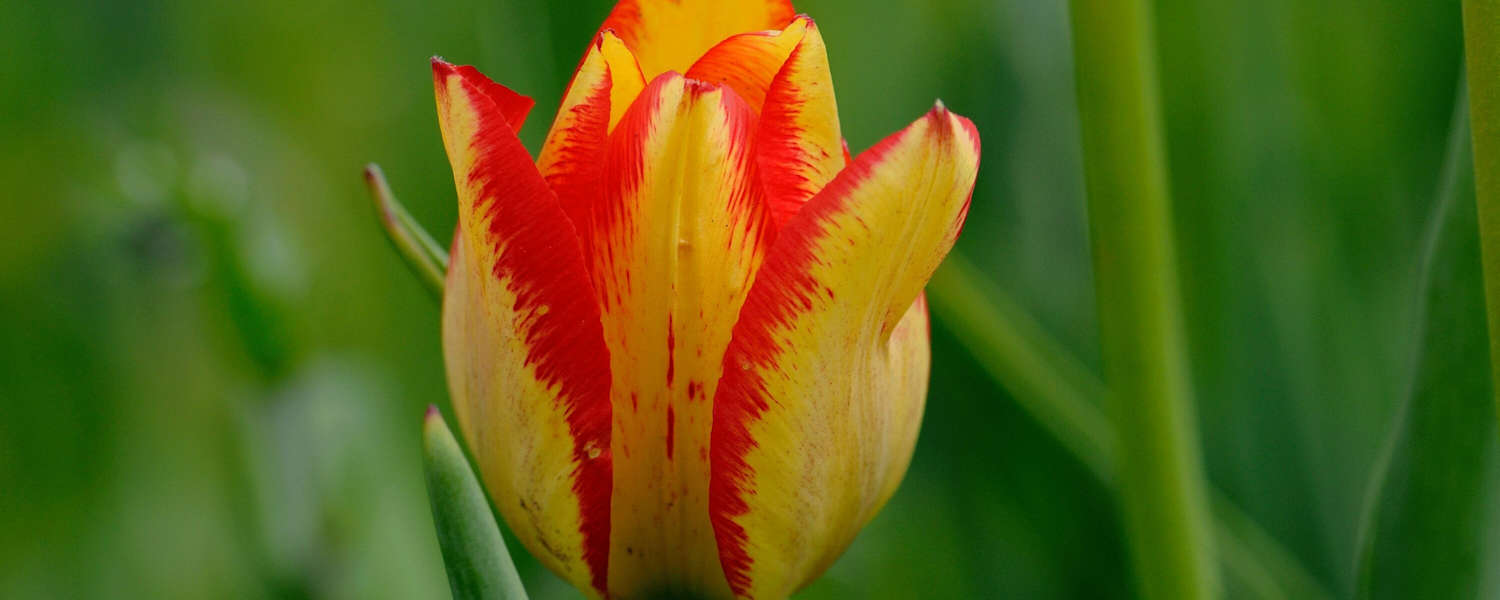 Grengjer Tulpe: Chalberweid im Wallis