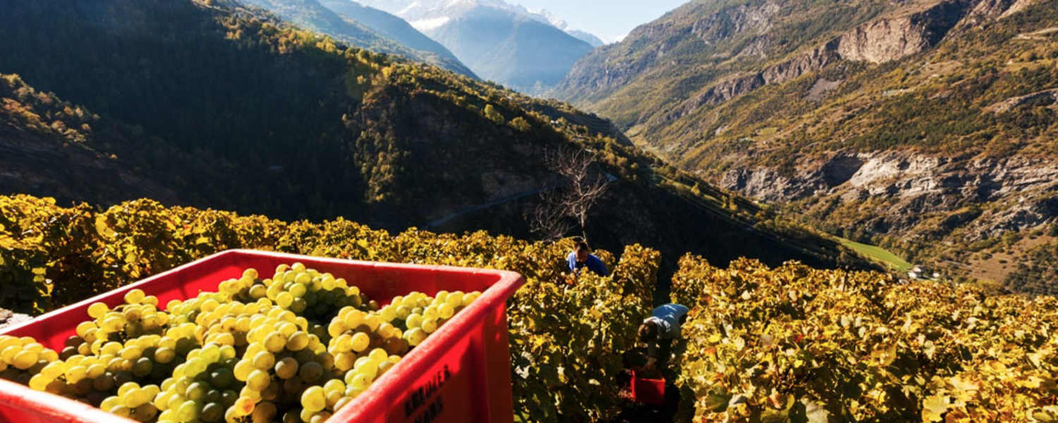 Gspon im Wallis: Europas höchster Weinberg