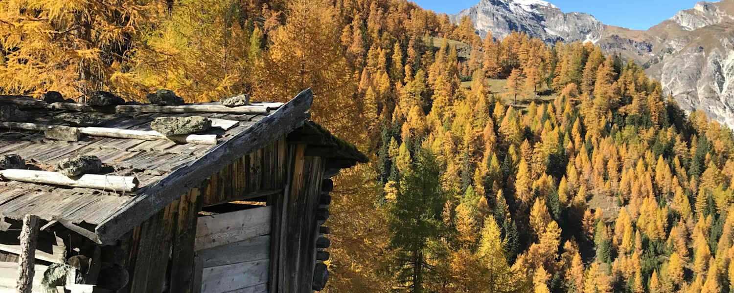 Goldgelbe Lärchen im Gschnitztal