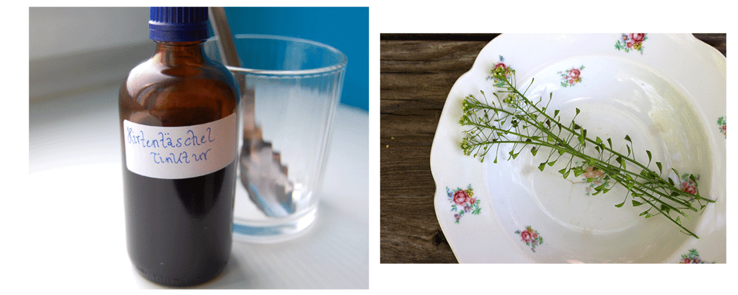 Capsella Bursa-Pastoris: Heilpflanze Hirtentäschel