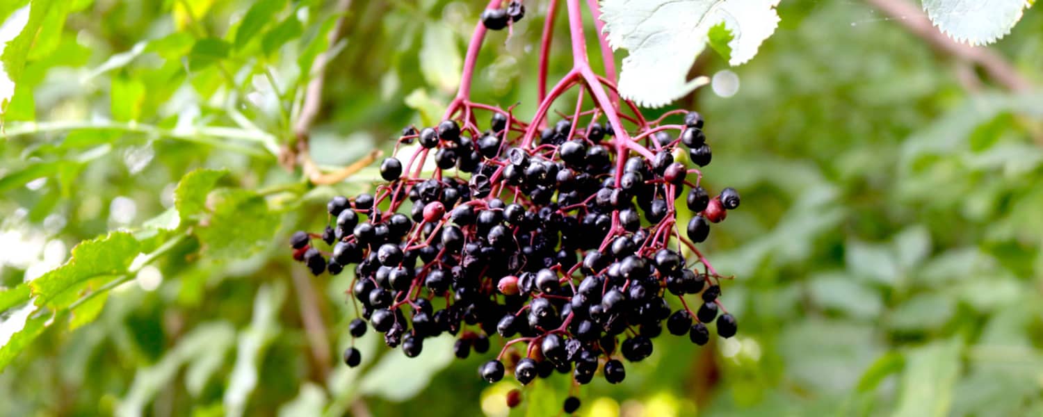 Der Holunder (Sambucus) zählt zur Familie der Moschuskrautgewächse und ist ab Ende Juli erntereif