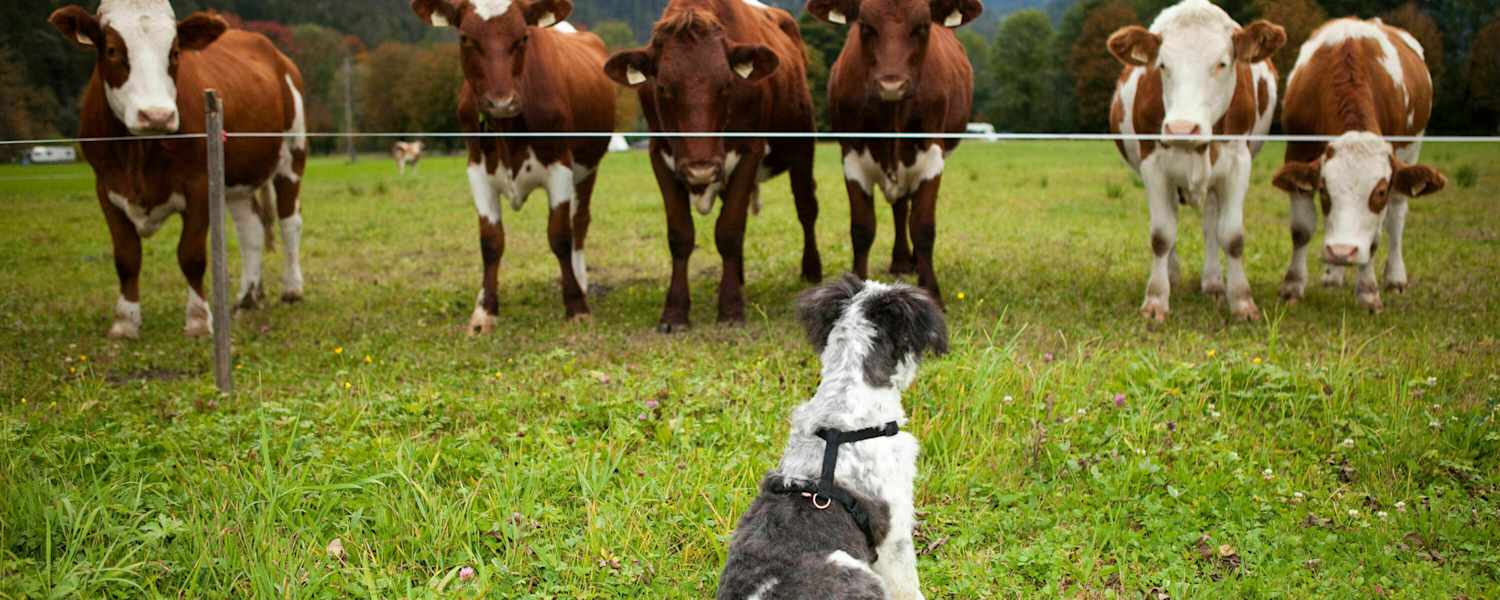 Hund und Kühe im Salzburger Land