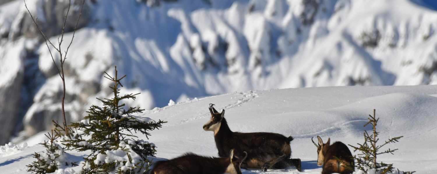 Gämsen sind gut an die winterlichen Bedingungen im Hochgebirge angepasst.