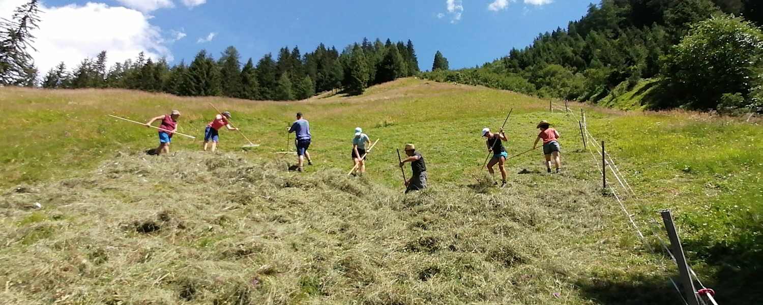 Menschen machen auf einer Bergwiese Heu