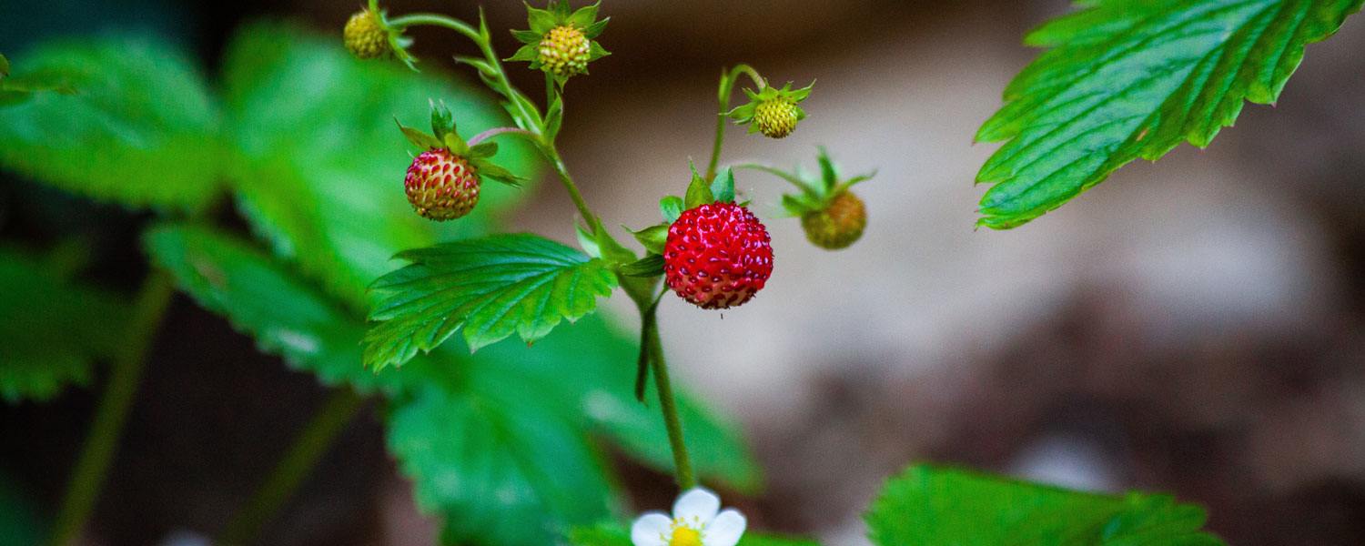 Walderdbeere