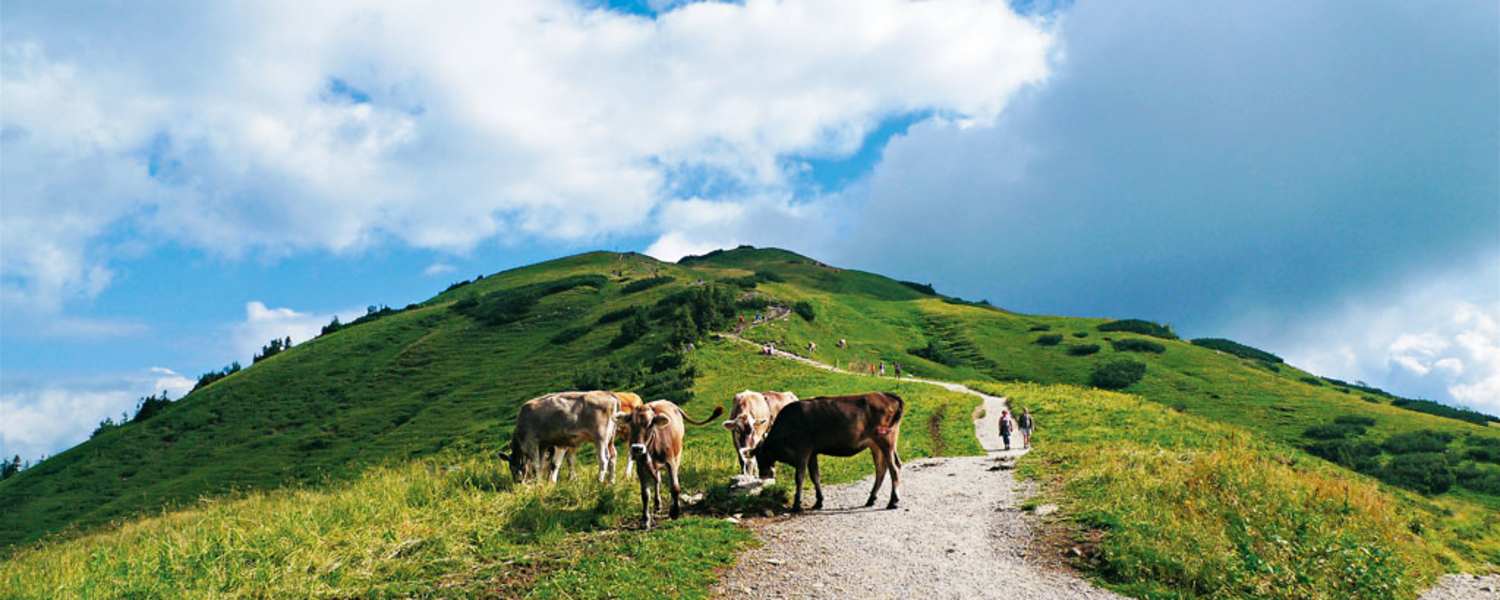 Wandern in den Allgäuer Alpen: Aufs Fellhorn in Vorarlberg
