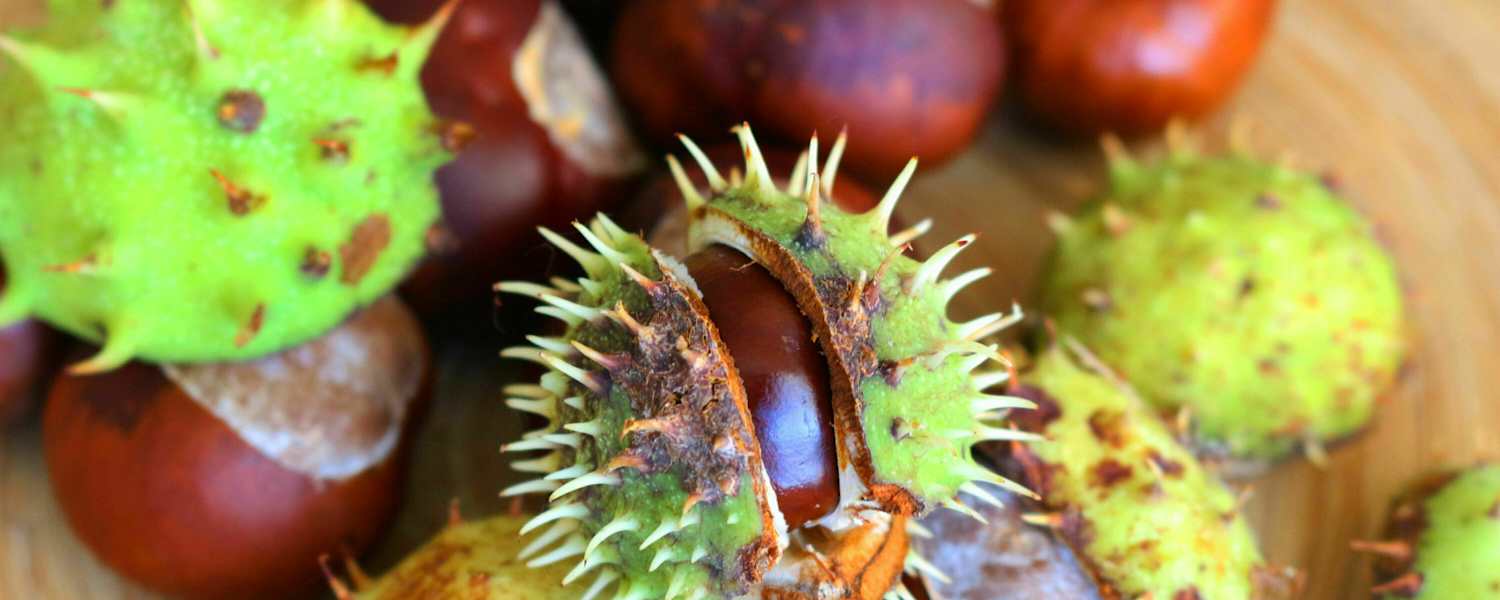 Herbstgruß: Kastanien