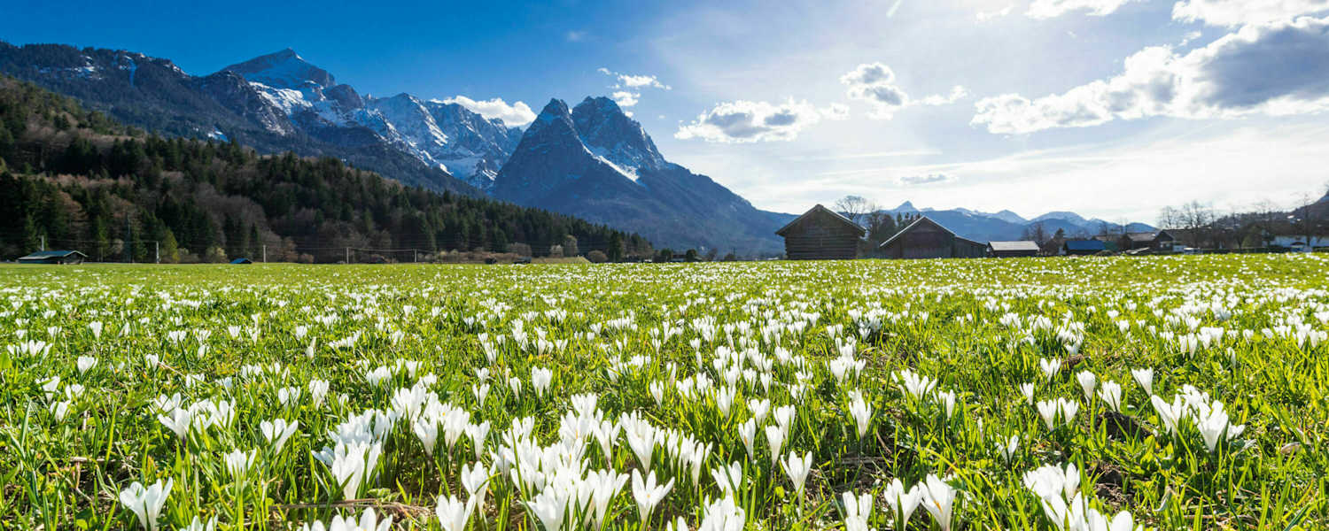 Frühling in Bayern: Krokuswiese bei Garmisch mit Alpspitz und Waxenstein