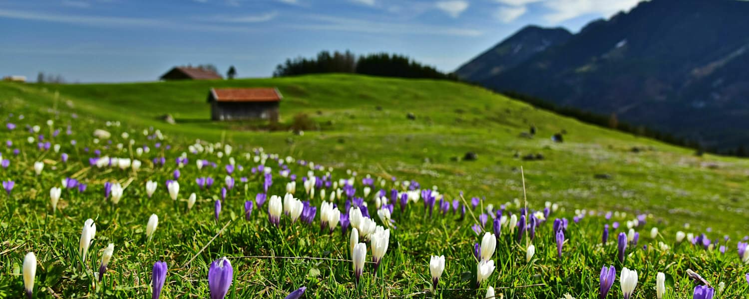 Krokuswiese in den Alpen