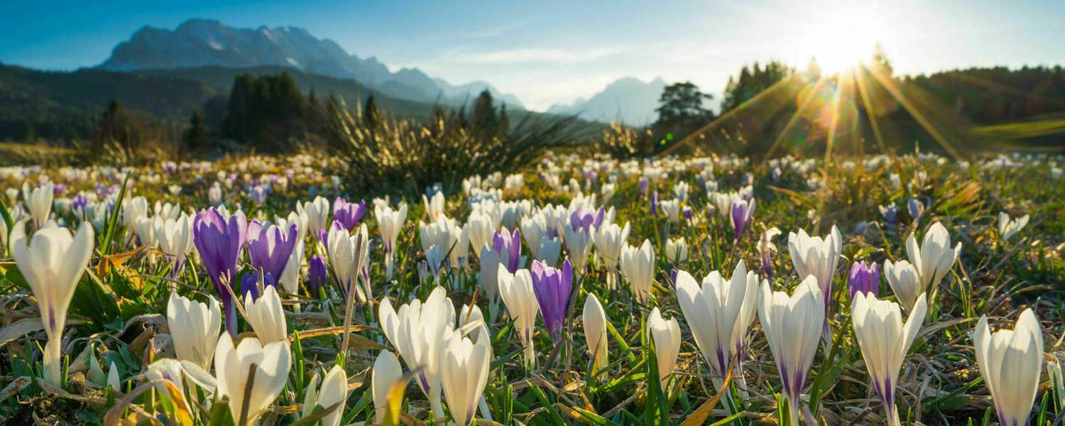 Frühling in Bayern: Krokuswiese bei Krün