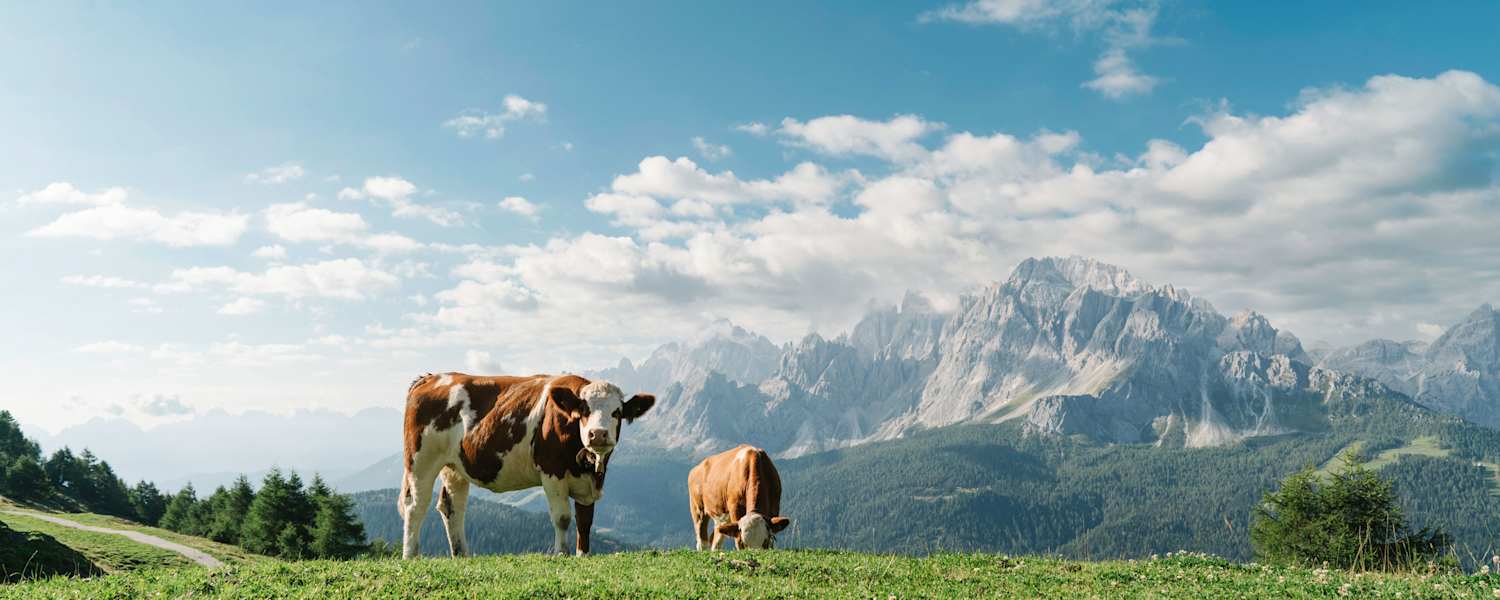Dolomiten: Kühe auf der Klammbachalm in Südtirol