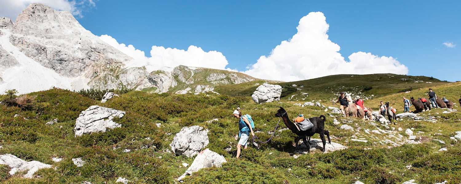 Wandern mit Alpakas und Lamas