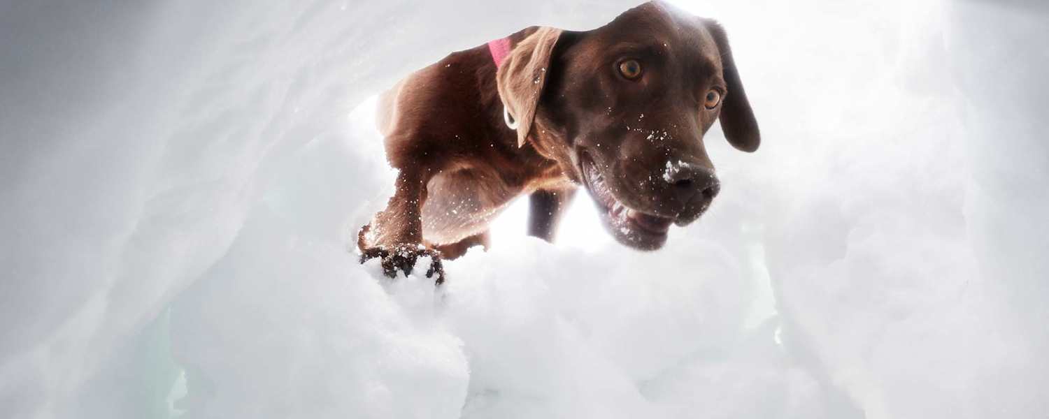 Hund schaut in ein Schneeloch