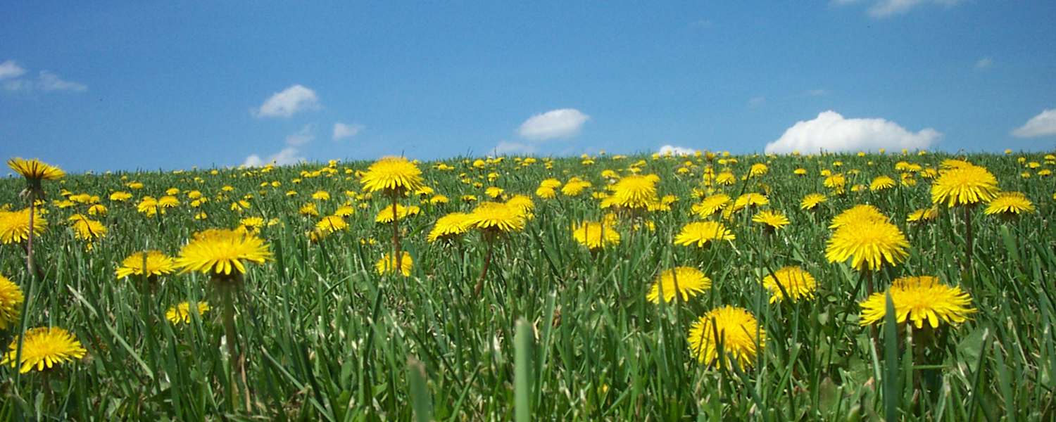 Schmeckt und sieht es aus wie Bienenhonig - ist es aber nicht