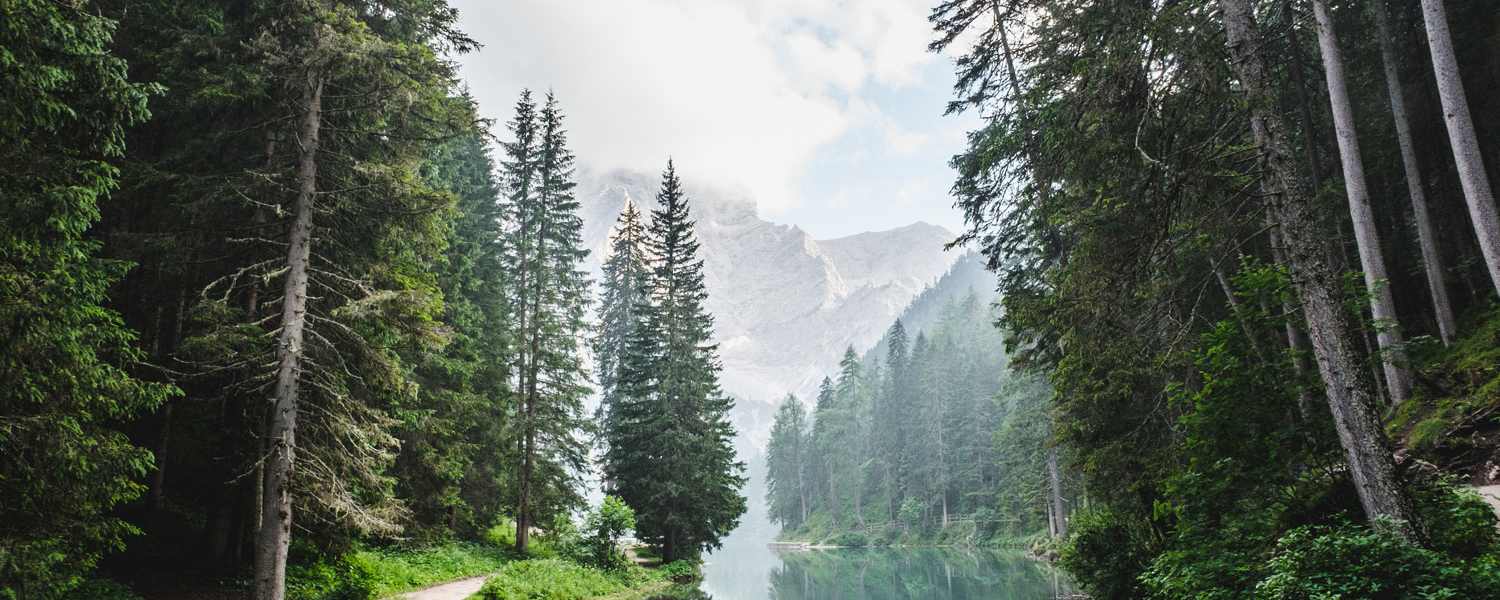 Wald in Südtirol