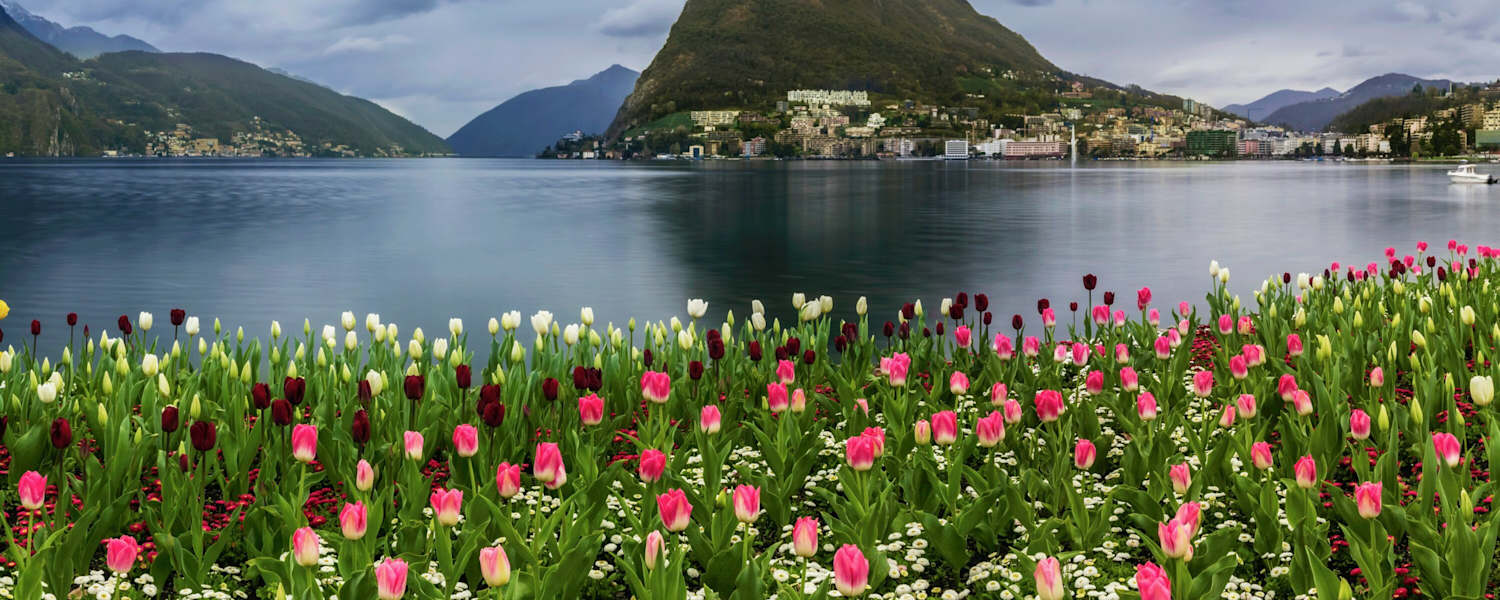 Tulpen am Luganersee