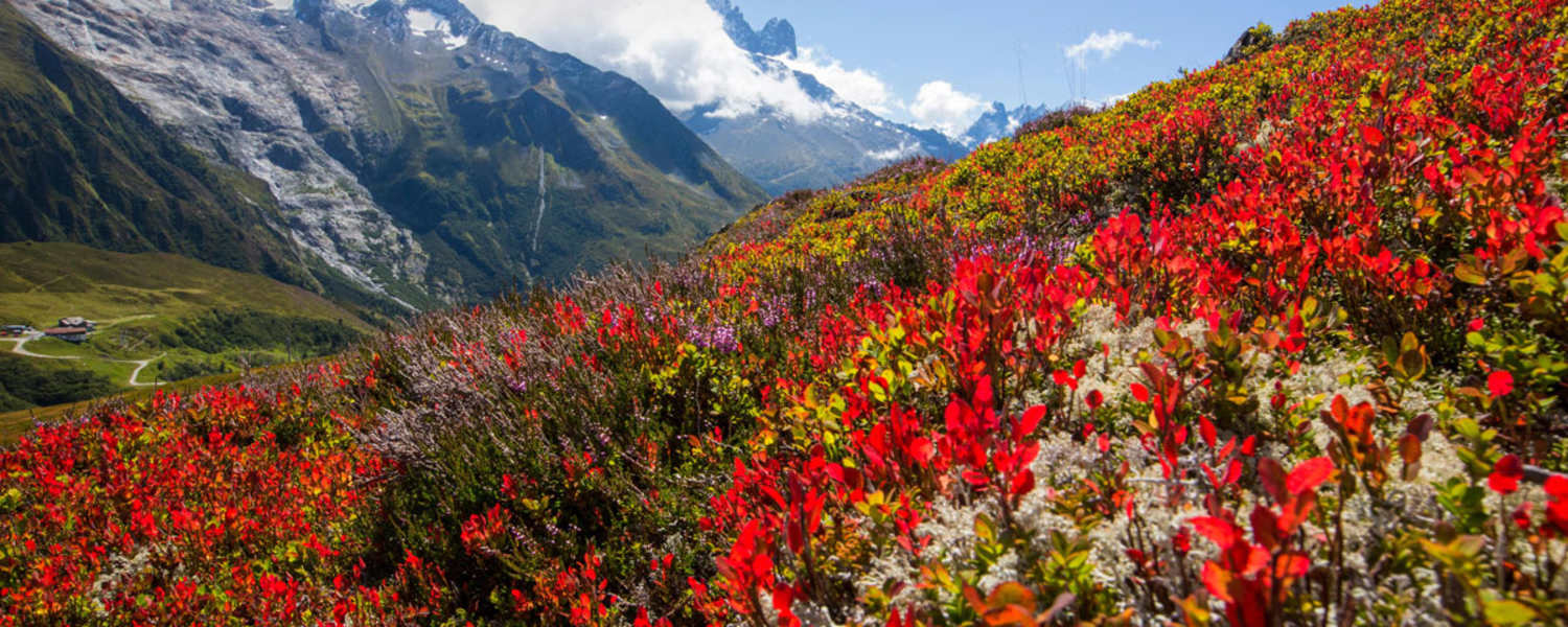 Die Farben des Spätsommers, im Hintergrund das Mont Blanc-Massiv