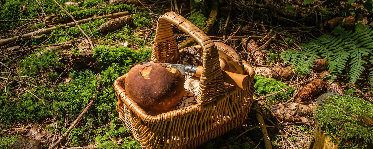 Pilze sammeln Gesetze