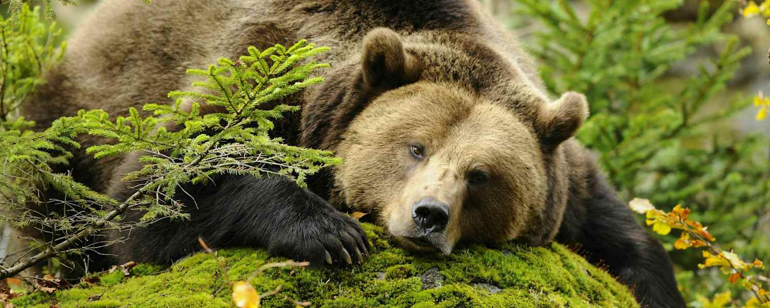 Europäischer Braunbär Welttierschutztag